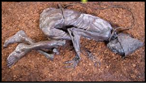 Tollund Man Project