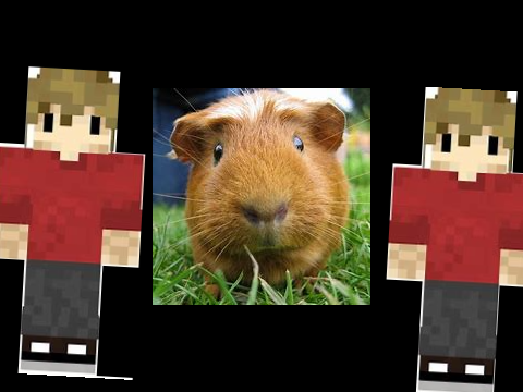 guinea pig