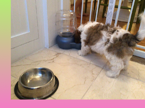 Doggy Photos! ~p2~