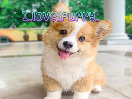  sign if you love corgis