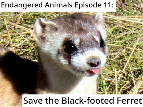 Endangered Animals Episode 11: Save the Black-footed Ferret