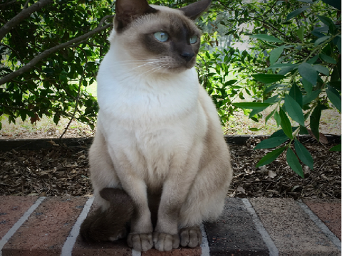 Meow moosic! My dad does his lines :p