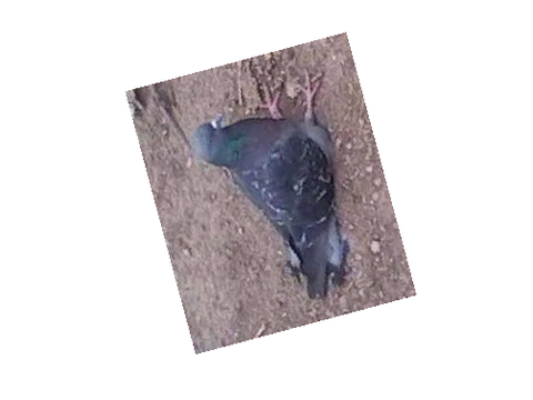 Birb (Original Animated Story)
