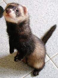 Ferrets