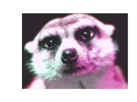 colour changing meerkat