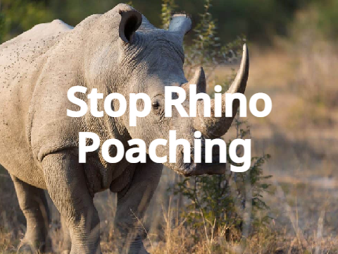 Stop Rhino Poaching!