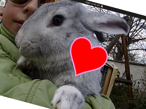 he is my rabbit