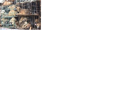 Help the abused animals! remix