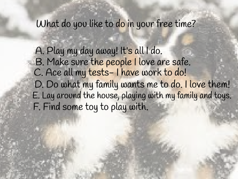 dog personality quiz (what dog are you based on your personality)