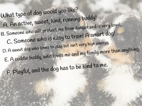 dog personality quiz (what is your dream dog)