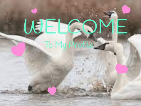 Welcome To My Profile!