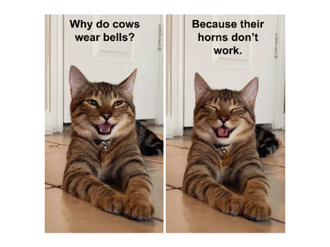 Random Memes (25)