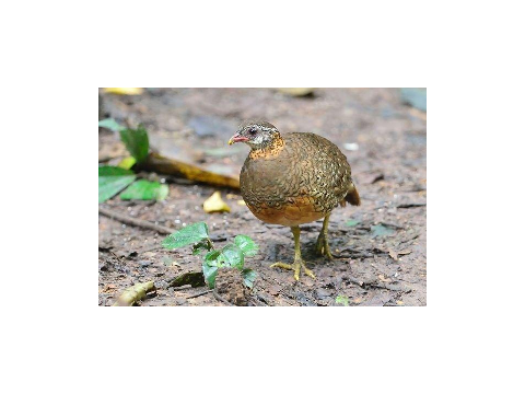 bird