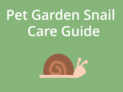 Pet Garden Snail Care Guide