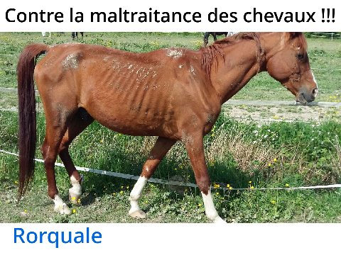 Signe-Contre la maltraitance des chevaux 