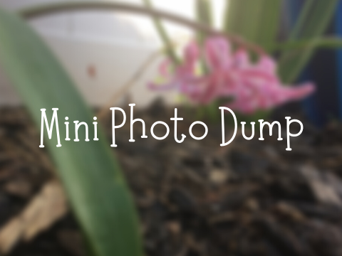 Mini Photo Dump