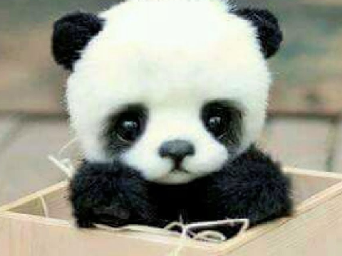 I AM DYING OF CUTENESS