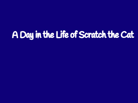 A Day in the Life of Scratch the Cat