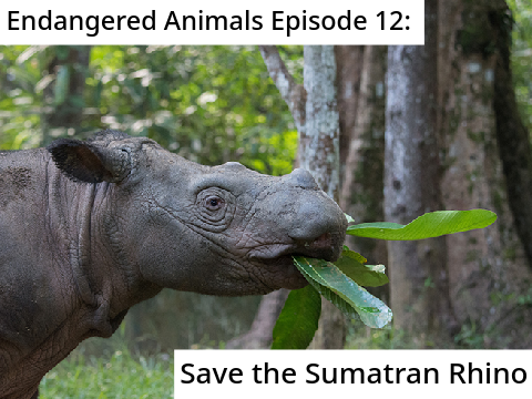 Endangered Animals Episode 12: Save the Sumatran Rhino