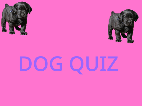  DOG QUIZZ!!
