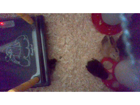 chickens <33