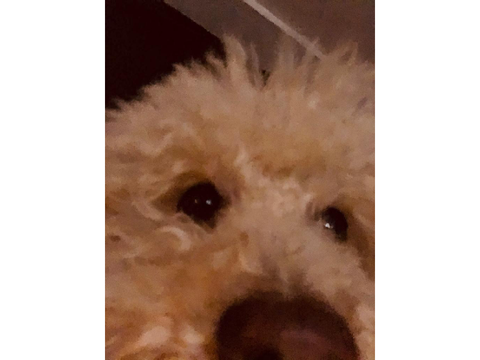 hola