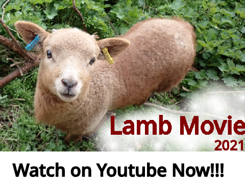 Lamb Movie 2021 - cuteness alert