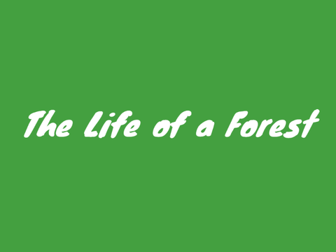 The Life of a Forest