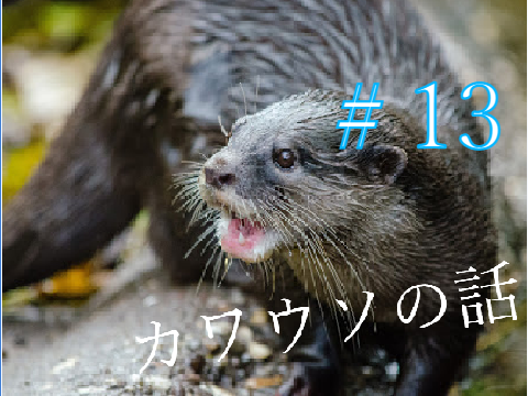 カワウソの話＃13　ツメナシカワウソの生態