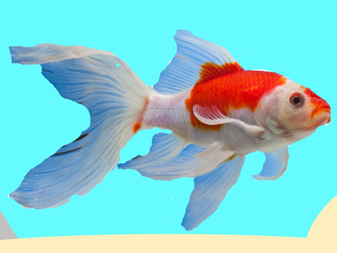 goldfish