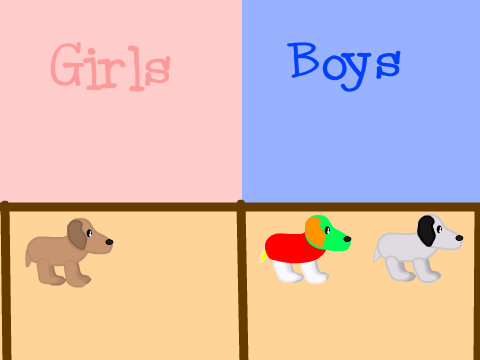 Dog pet adoption 