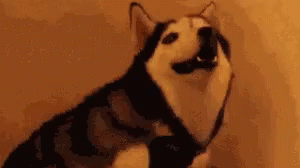 Status: