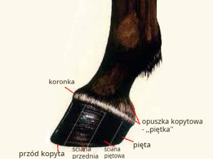Anatomia konia - kopyto