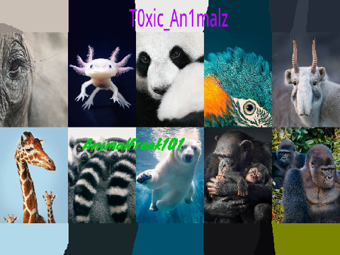 Sign if you want to save endangered animals! remix