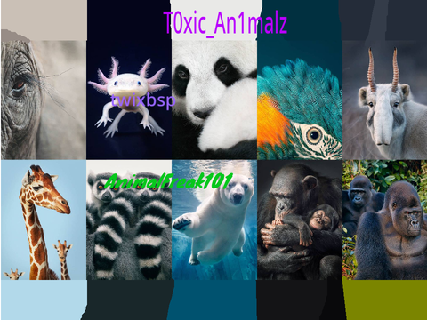 Sign if you want to save endangered animals! remix remix