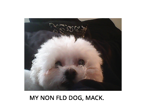 puppy pics