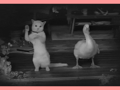 Random Cat Gifs