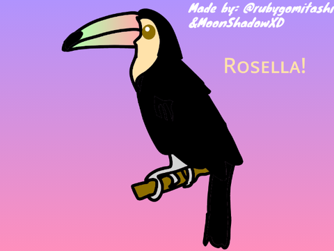 My bird, Rosella!