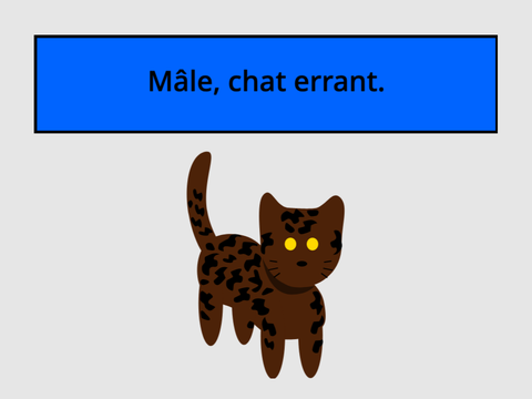 Qui est ce chat ? - La Guerre des Clans