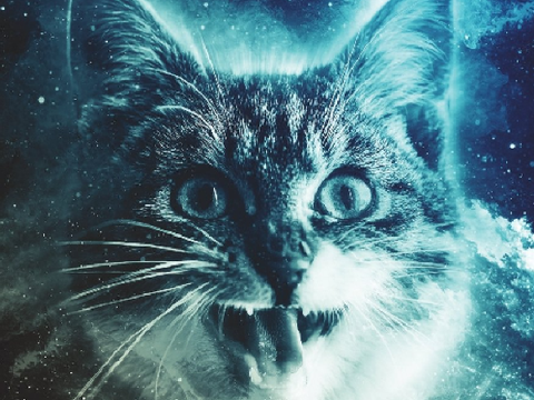 cat