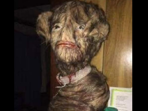 CURSED IMAGES.EXE