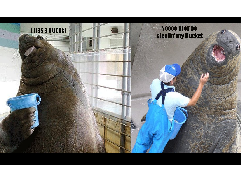 Funny MEME!