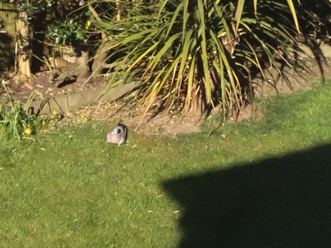 pigeon sitting