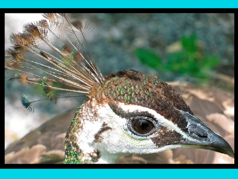 Peahen Blockshade