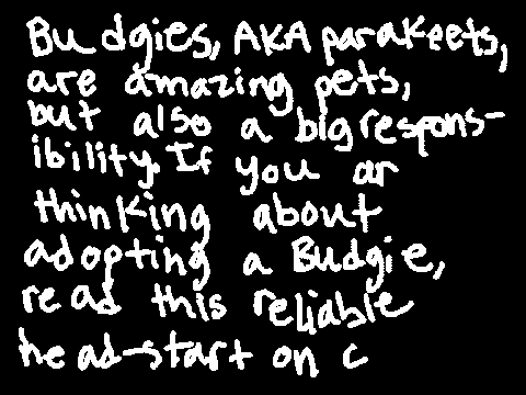 Basics in Budgie care Pt 1