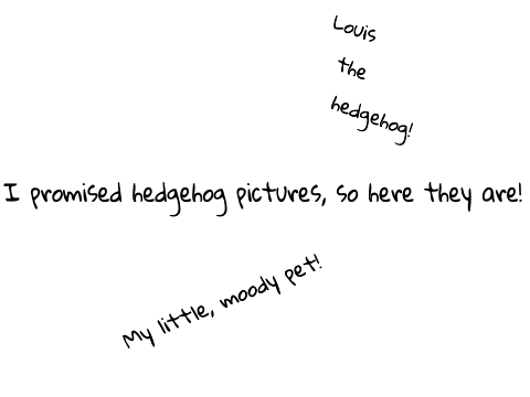 Hedgehog Pictures!