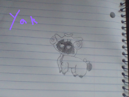 yak