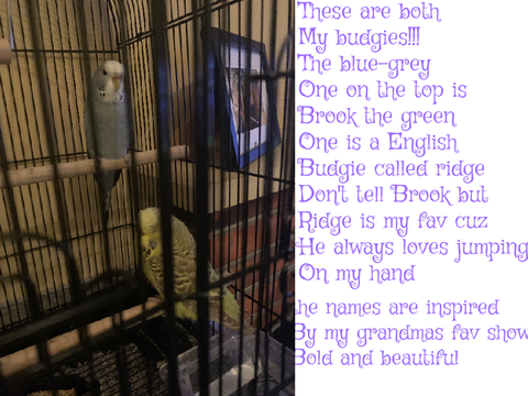 My budgies!!