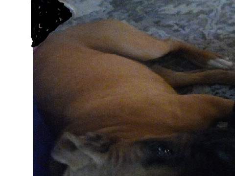 more pictures of my dog daisy
