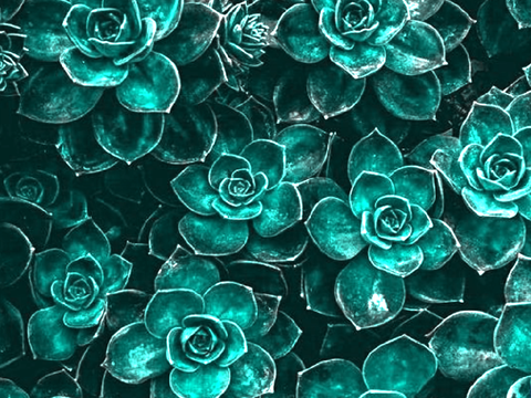 ✩